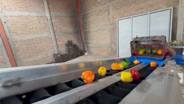 Máquina clasificadora de morrones