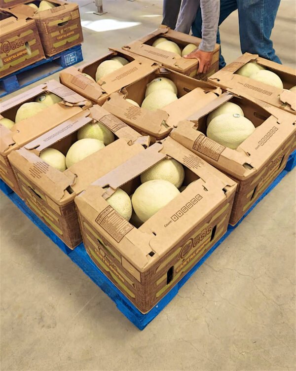 Contenedor de melón chino de exportación