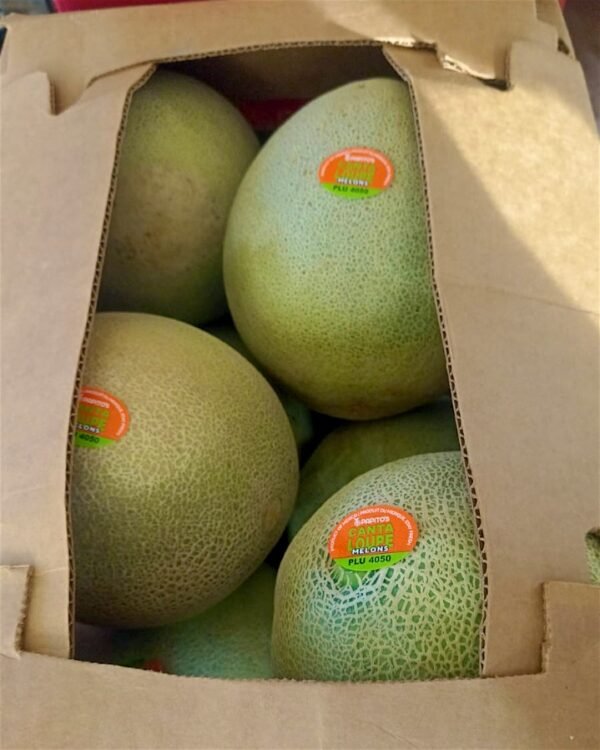 Contenedor melón chino cantaloupe