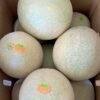 Contenedor melón chino cantaloupe
