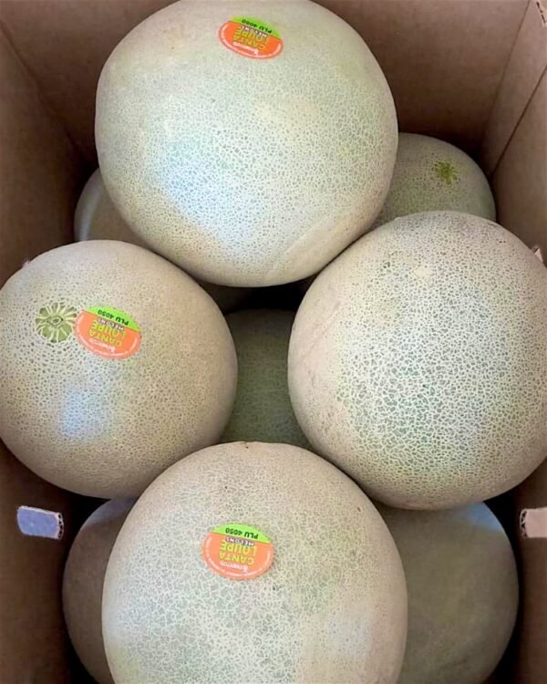 Contenedor melón chino cantaloupe