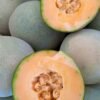 Contenedor melón chino cantaloupe