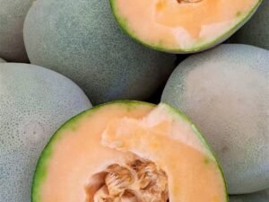 Contenedor melón chino cantaloupe