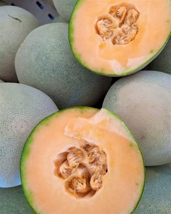 Contenedor melón chino cantaloupe