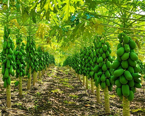 Contenedor de papaya pasión red