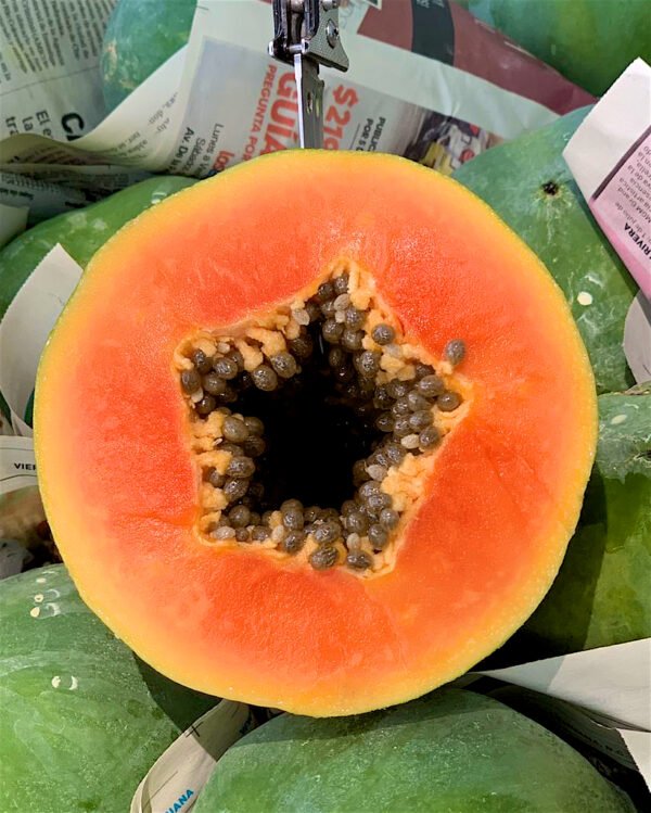 Contenedor de papaya pasión red