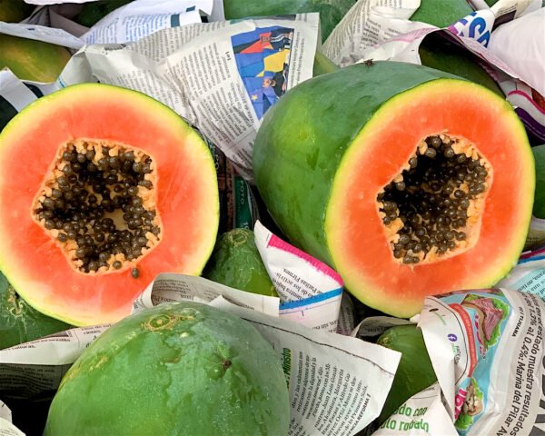 Contenedor de papaya pasión red