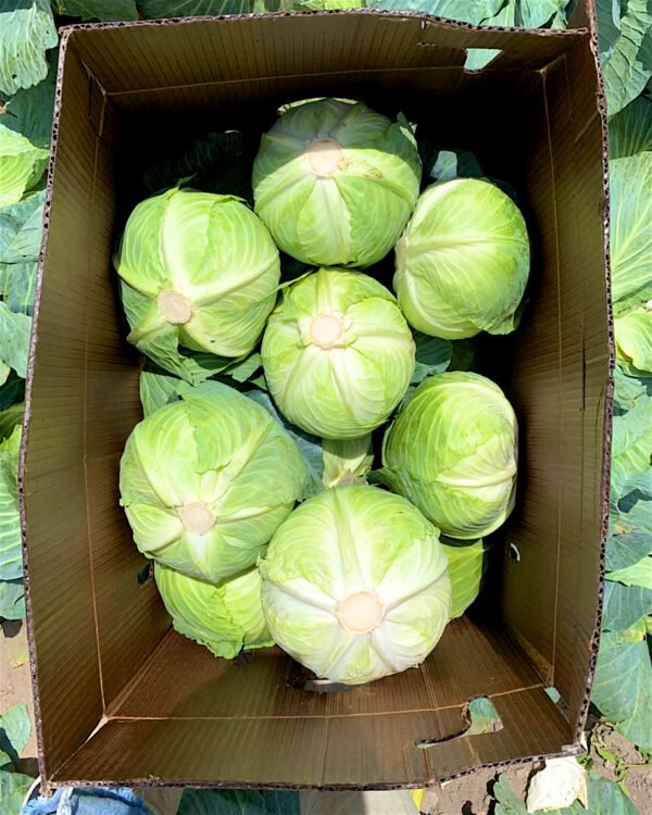 repollo-0001 Contenedor de repollo