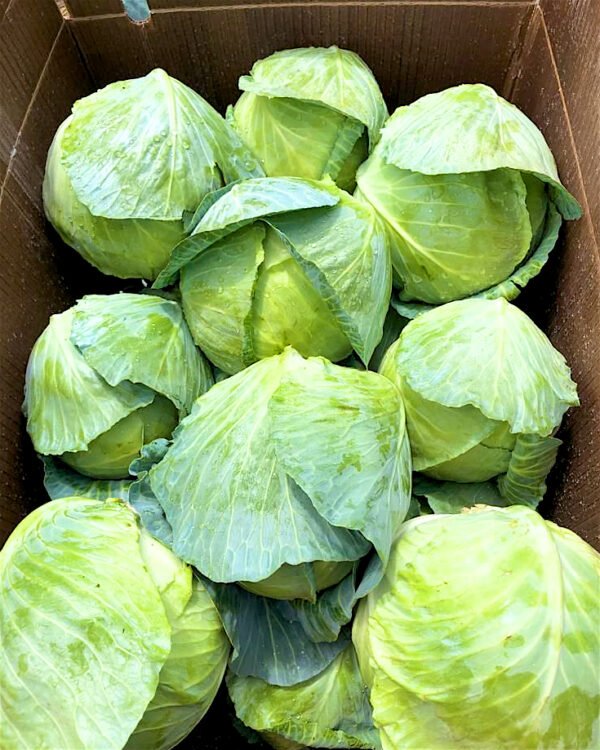 repollo-0002 Contenedor de repollo